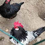 Hühner am Wegesrand