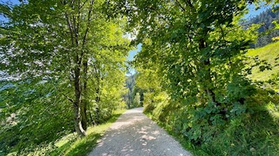 Durch lichten Wald zur Petersberger Leger Alm