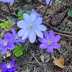 Im Frühling säumen Leberblümchen den Weg zum Ansitz Fonteklaus