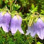 Zarte Glockenblumen säumen den Weg zur Pichlerhütte