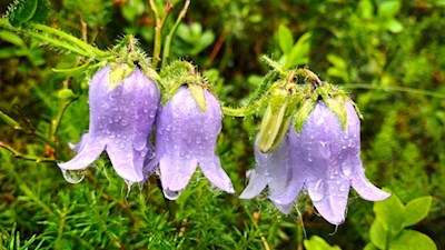 Zarte Glockenblumen säumen den Weg zur Pichlerhütte