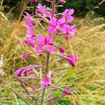 Schmalblättriges Weidenröschen auf dem Weg zur Weizgruberalm