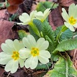 Auch Primeln gedeihen im Frühlingstal