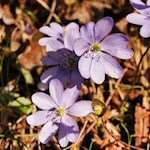 Zarte Leberblümchen säumen im Frühling den Weg