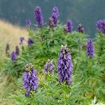 Auf dem Gipfel des Schönbichl gedeiht der giftige Eisenhut