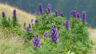 Auf dem Gipfel des Schönbichl gedeiht der giftige Eisenhut