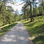 Durch den lichten Lärchenwald zur Lercheralm