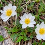 Il camedrio alpino prospera anche nelle dolomiti