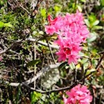 Betörend duftende Alpenrosen säumen den Telfer Almweg