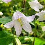 Auch zarte Glockenblumen gedeihen in den Wiesen um Tagusens