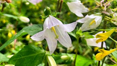 Auch zarte Glockenblumen gedeihen in den Wiesen um Tagusens