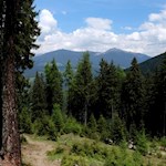 Zwischen den Wipfeln tun sich immer wieder Ausblicke auf die umliegende Bergwelt auf