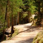 Nahezu eben führt der Pfad das westliche Seeufer des Pragser Wildsees entlang