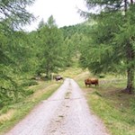 Zufriedene Weidetiere nahe der Schönbergalm