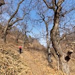 Auf dem Birmehlweg nach Verdings