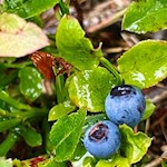 Heidelbeeren säumen den Weg zum Wasserfall in Luttach