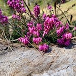 Zarte Erika am Wegesrand