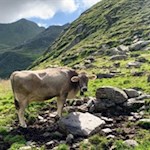 Weidekuh unterhalb des Hochspitz