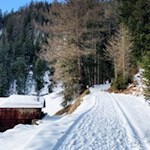 Durch den friedvollen Wald zur Schönbergalm