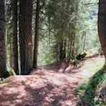 Zunächst führt die Wanderung durch einen schattenverheißenden Wald