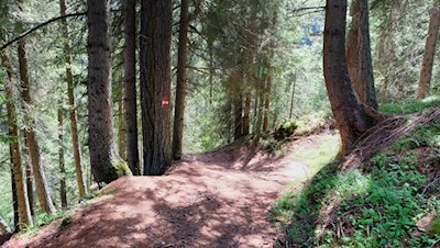 Zunächst führt die Wanderung durch einen schattenverheißenden Wald