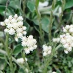 Katzenpfötchen am Wegesrand