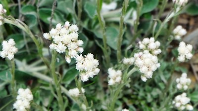 Katzenpfötchen am Wegesrand
