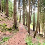 Durch den Wald zum Pedrutscherhof
