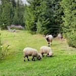 Widder bei der Neuhütt Alm