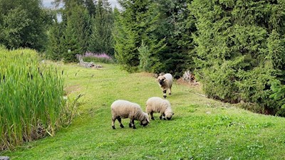 Widder bei der Neuhütt Alm