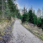 Durch den Wald nach Maria Weißenstein