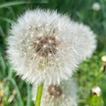Denti di leone vicino a Campo di Trens