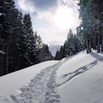 Der zweite Teil der Wanderung zur Sattelbergalm folgt sanften Pfaden