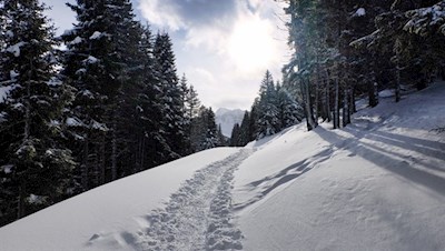 Der zweite Teil der Wanderung zur Sattelbergalm folgt sanften Pfaden