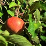 Gesunde Gaumenfreuden am Wegesrand