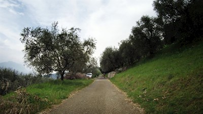 Die Auffahrt auf den Monte Brione wird von Olivenbäumen gesäumt