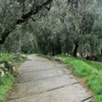 Il sentiero che porta alle "marmitte dei giganti" si snoda tra uliveti e vigneti