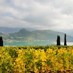 Durch goldene Weinberge mit Blick auf den Kalterer See zurück nach St. Anton