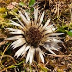 Silver Thistle