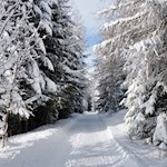 Im sanften Anstieg zur Pertinger Alm