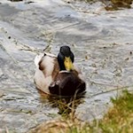 Eine neugierige Stockente nähert sich uns
