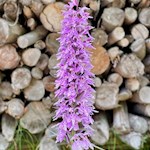 Knabenkraut am Wegesrand