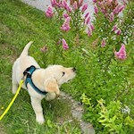 Wandern mit Hund auf dem Ratschinger Talweg