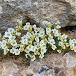 Also the rockfoil thrives in the Dolomites