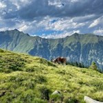 In den Sommermonaten weiden Almkühe am Fuße des Saxenle