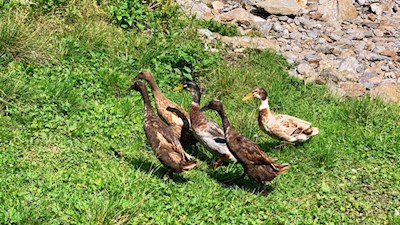 Gänse der Valtiglalm
