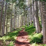 Der erste Teil des Weges führt im steten Anstieg durch den Wald