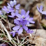 Zarte Leberblümchen am Wegesrand