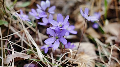 Zarte Leberblümchen am Wegesrand