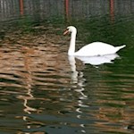 Ein erhabener Bewohner des Sompuntsees...